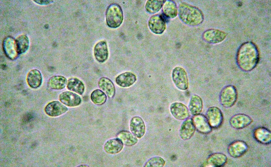 Clitocybe sp in pineta marittima